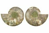 Cut & Polished Crystal-Filled Ammonite Fossil - Madagascar #362375-1